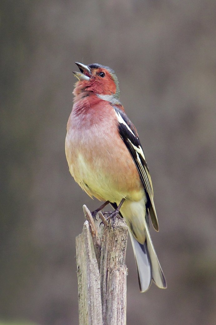 Длиннохвостая чечевица урагус