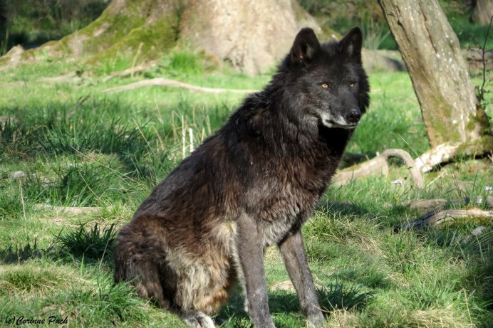 Кенайский волк canis Lupus alces