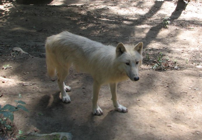 Canis Lupus (Wolf)