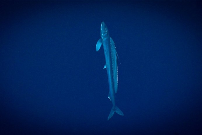 Alepisaurus Ferox