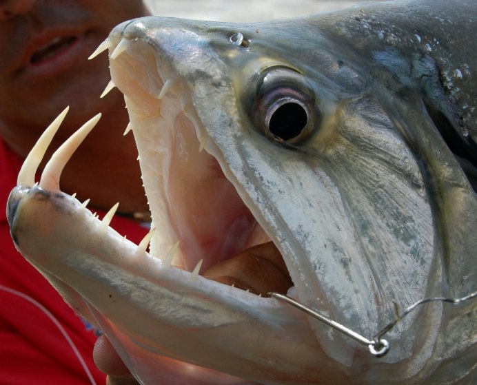 Giganturidae рыба телескоп