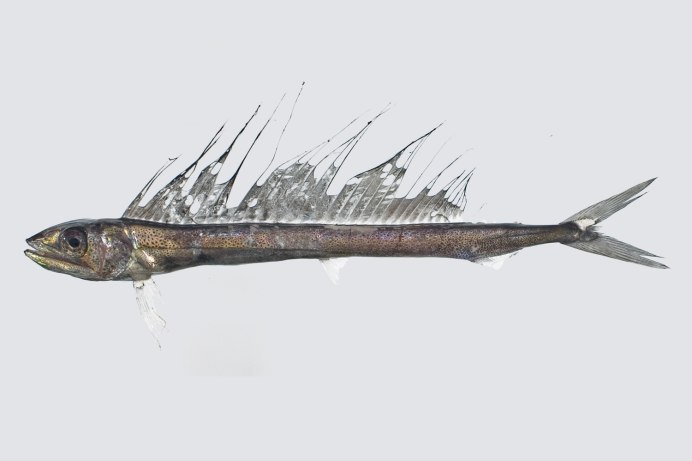 Alepisaurus brevirostris