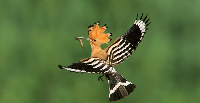 Thamnophilus doliatus