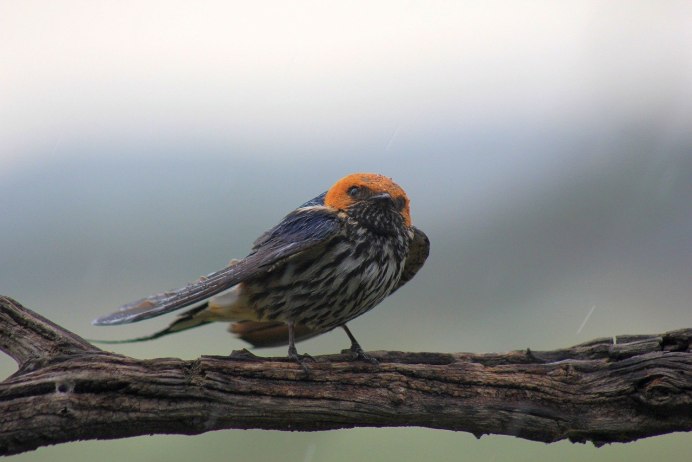 Велосипед Hoopoe