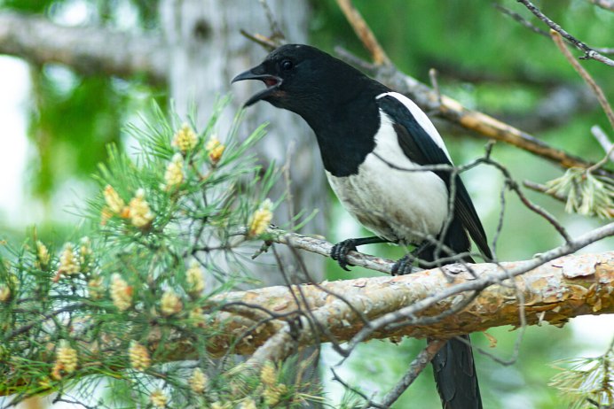 Сорока Белобокая птицы России