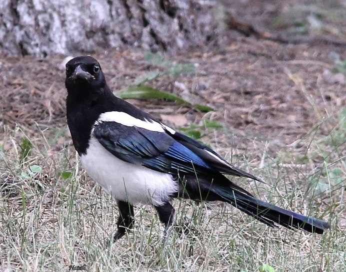 Сорока на дереве