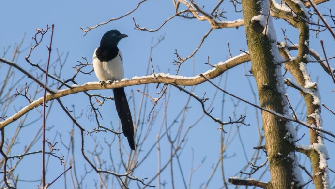 Сорока фото птицы