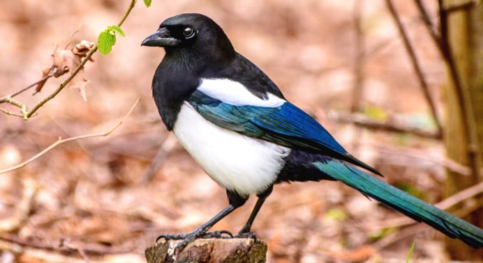 Лесная сорока