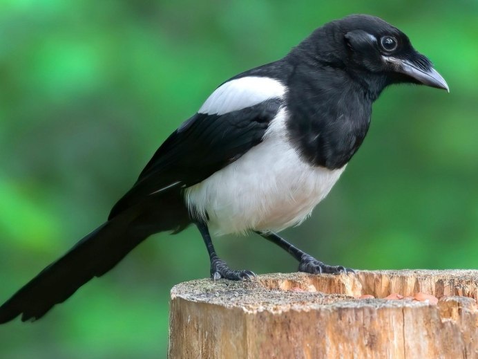 Калифорнийская сорока