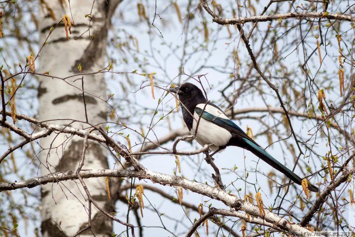 Лесная сорока фото