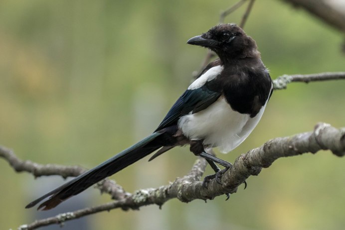 Сорока белобока птица