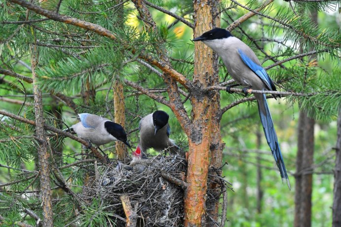 Сорока и животные