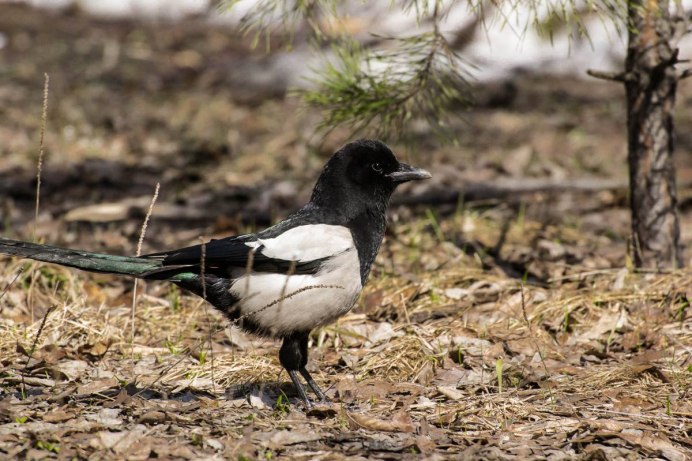 Крымская сорока птица