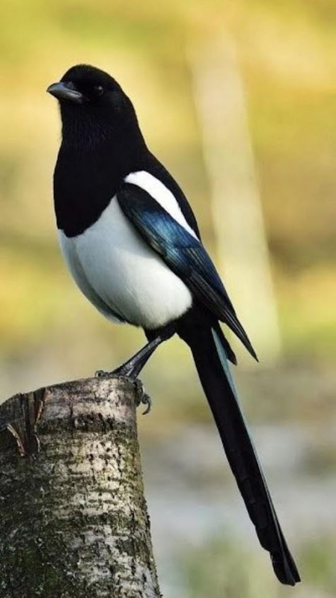 Ворона сорока Сойка