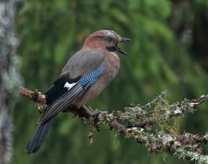 Сорока Сойка