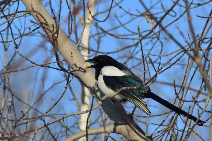 Сорока в Забайкалье