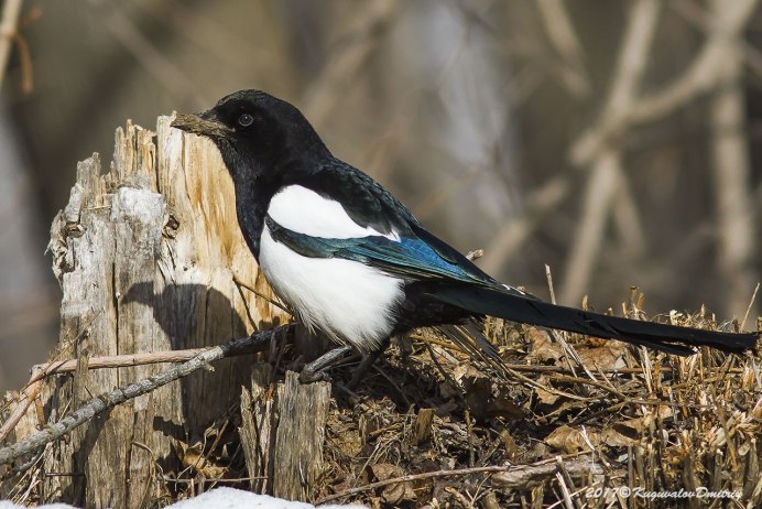Сорока Сойка