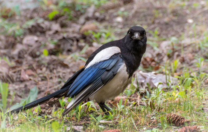 Боровая сорока