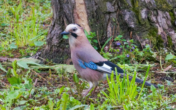 Сорока голубая Уссурийская