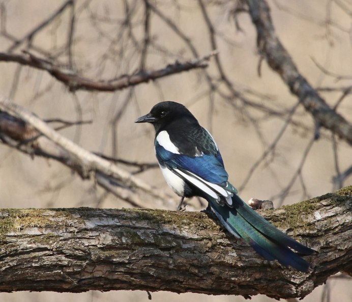 Боровая сорока