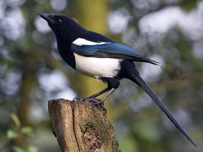 Врановые сороки