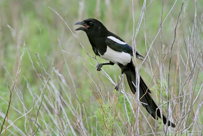 Толстоклювая Лазоревая сорока