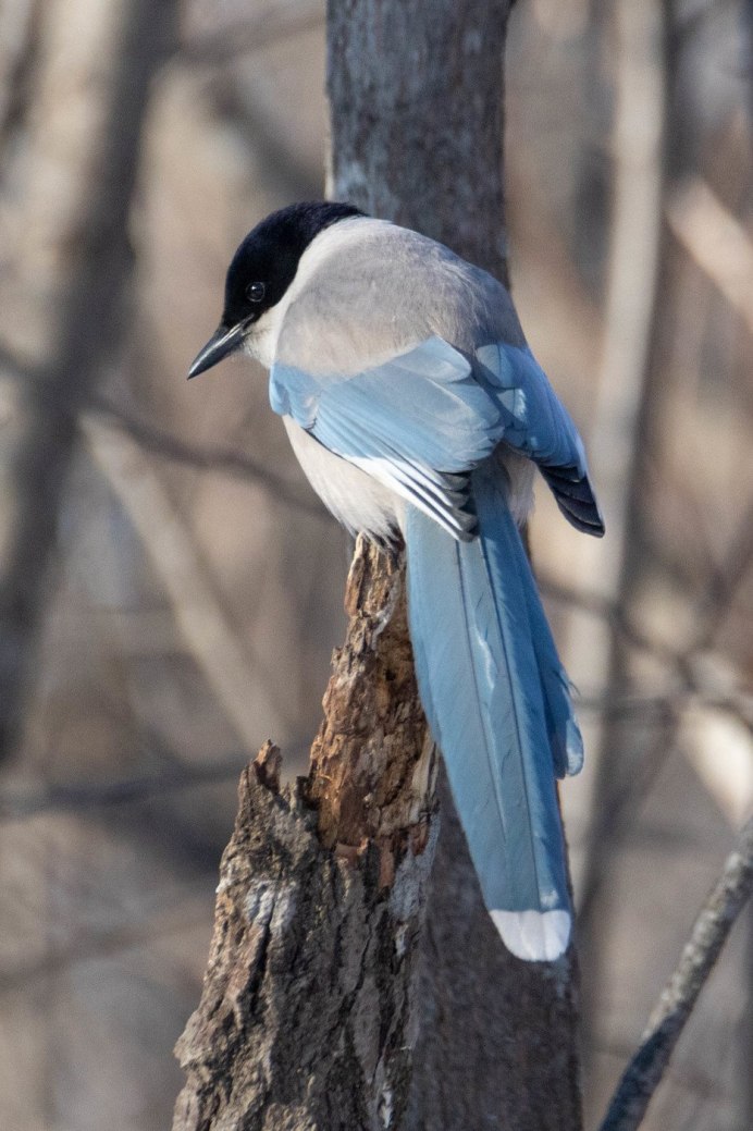 Сорока в Удмуртии