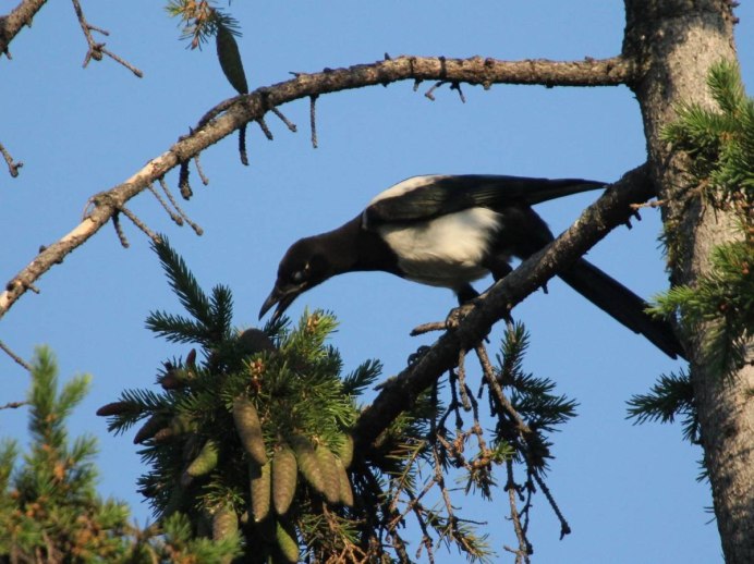 Сорока на ветке