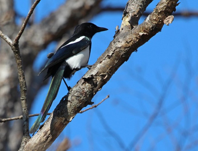 Сойка Лесная птица