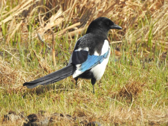 Сорока весной