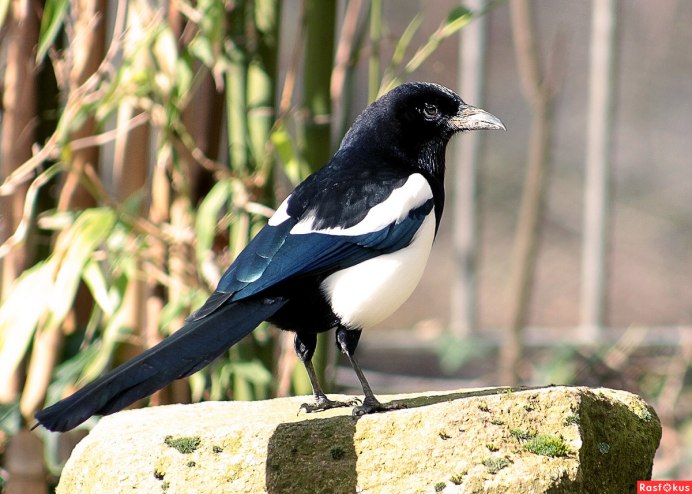 Сорока самка