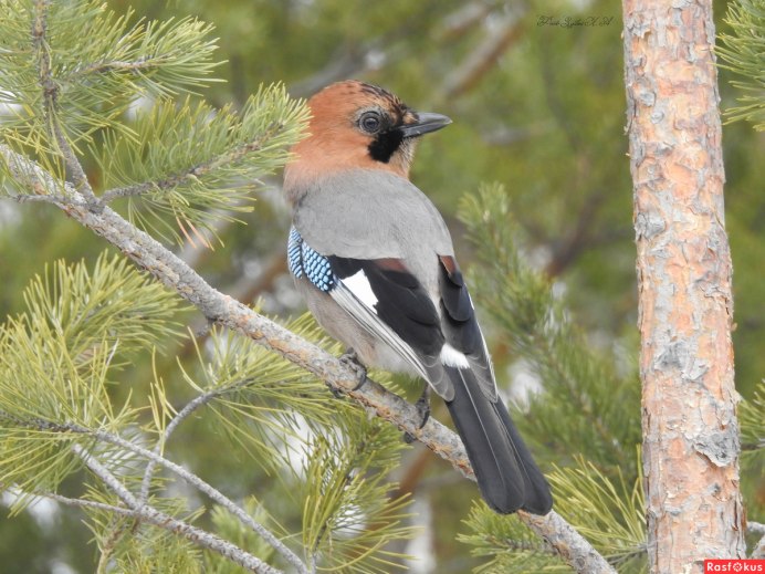 Красноголовая сорока