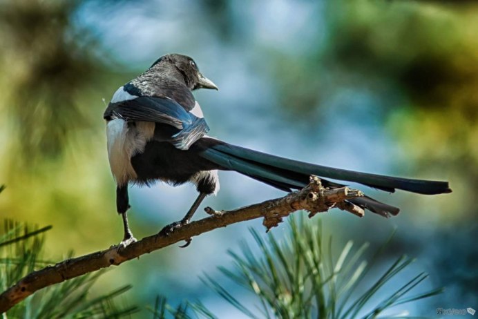 Сорока pica pica