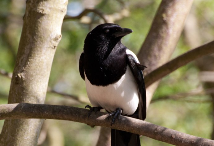 Сорока обыкновенная гнездо