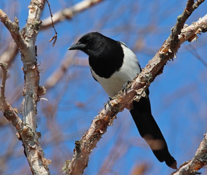 Сорока pica pica bactriana