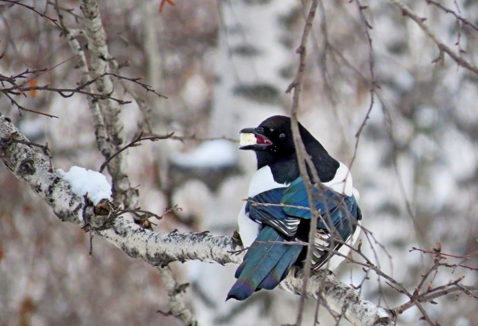 Голубая кустарниковая Сойка