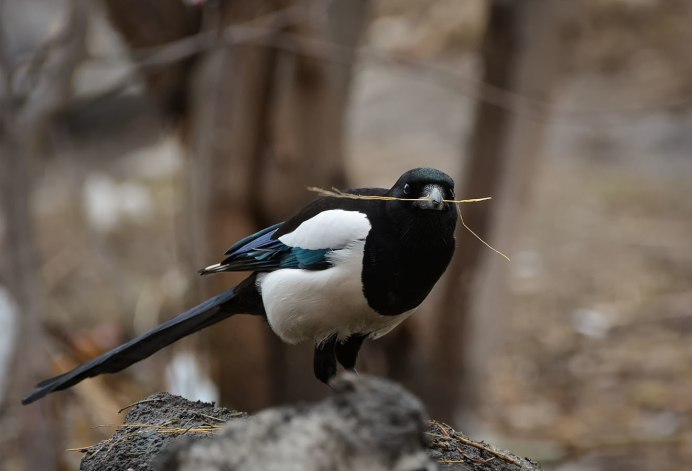 Сорока на дереве