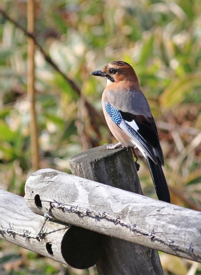 Сорока голубая Уссурийская