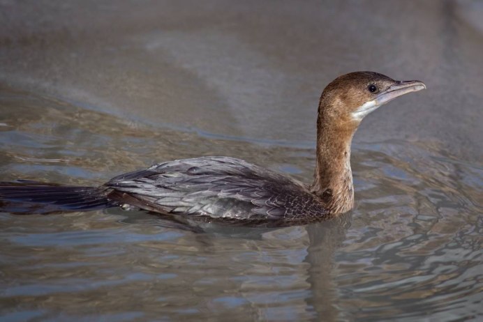 Малый Баклан / Phalacrocorax pygmaeus / Pygmy Cormorant