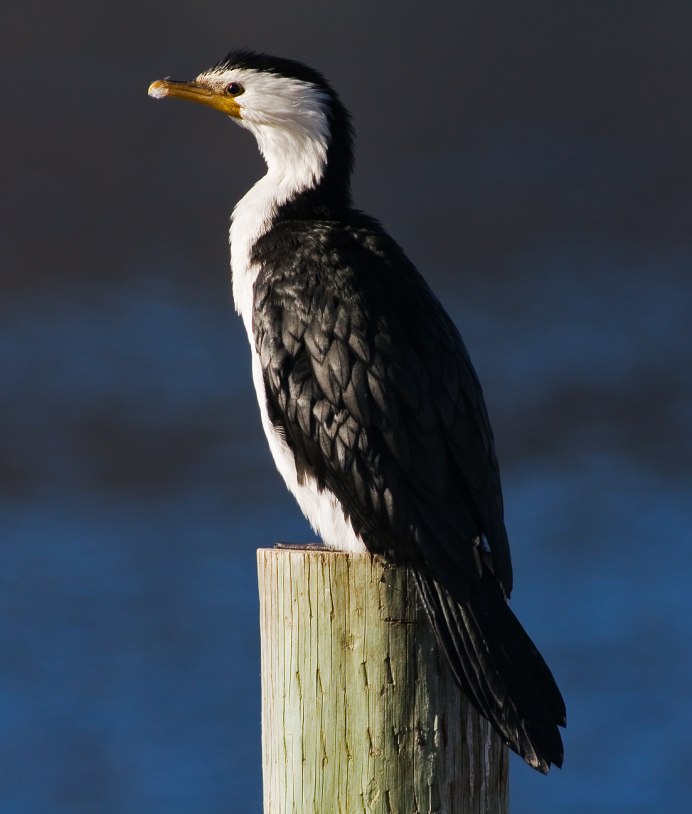 Phalacrocorax sulcirostris