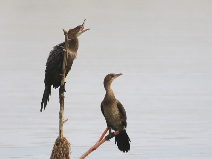 Малый Баклан / Phalacrocorax pygmaeus / Pygmy Cormorant