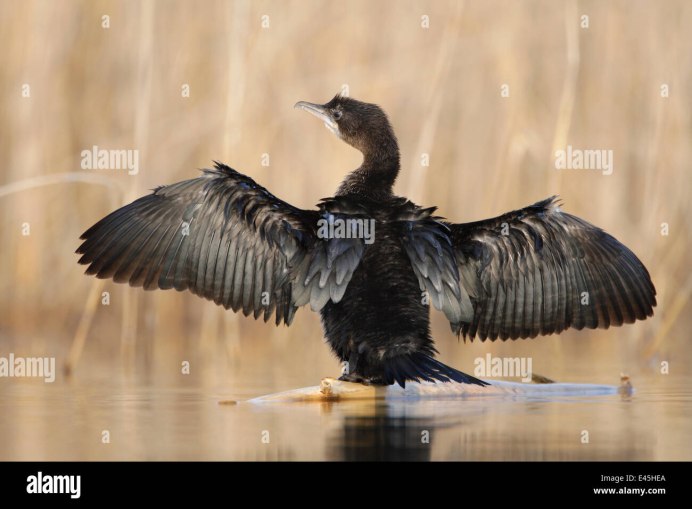 Малый Баклан / Phalacrocorax pygmaeus / Pygmy Cormorant