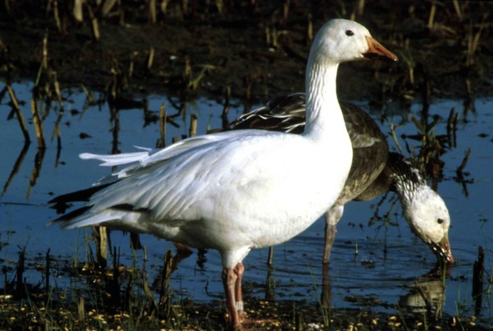 Сноу Гус (Snow Goose)
