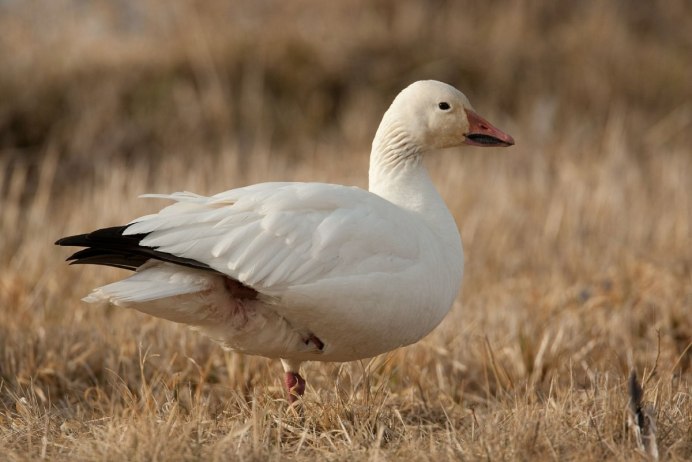 Сноу Гус (Snow Goose)