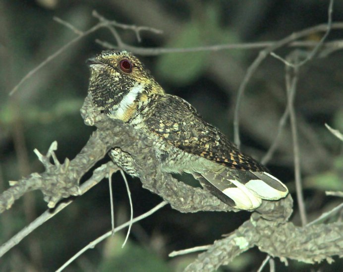 Исполинский Лесной козодой (Nyctibius Grandis)