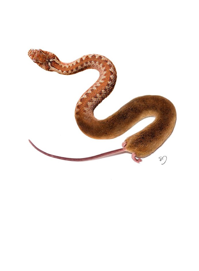 Гибрид белки