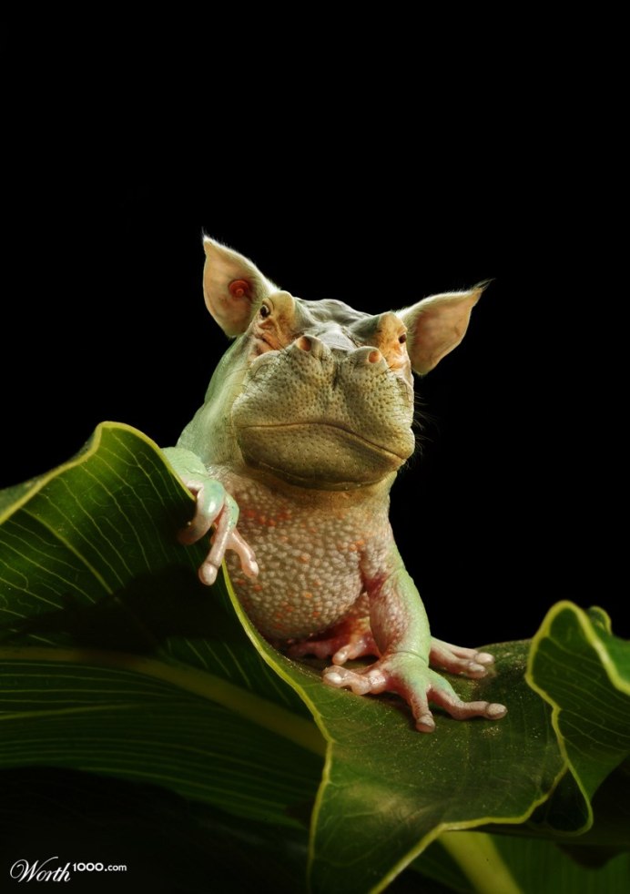 Nerodia cyclopion