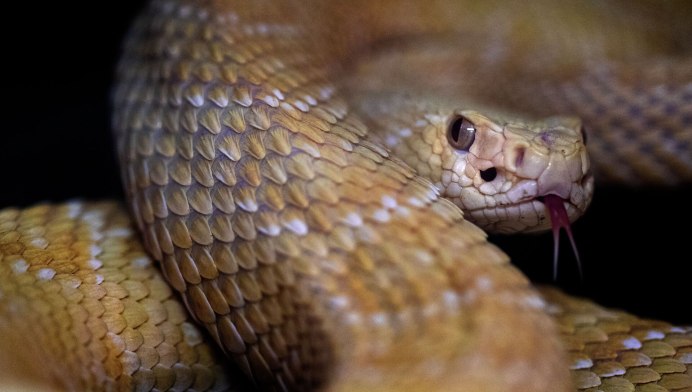 Hognose змея