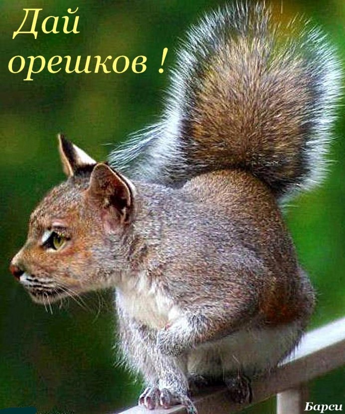 Гибриды животных