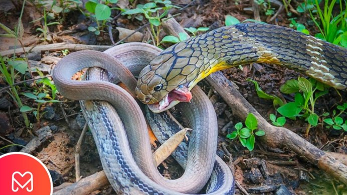 Boiga trigonatum